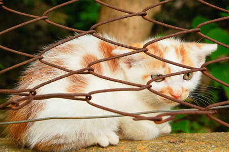Little cat posing behind bars. Close image of small cat. Oudoor in parkの写真素材