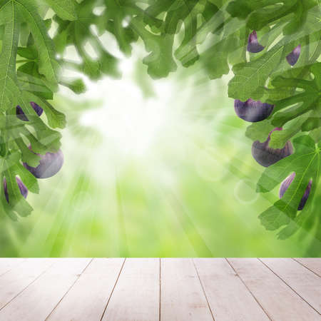Figs tree with fruits on green light background. Sun concept with wooden tableの写真素材