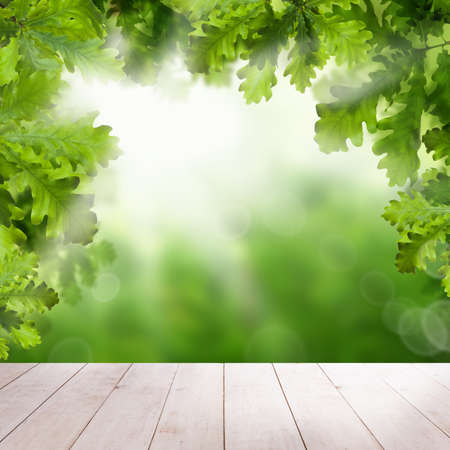 Fresh spring background with white empty wooden board and green oak leavesの写真素材