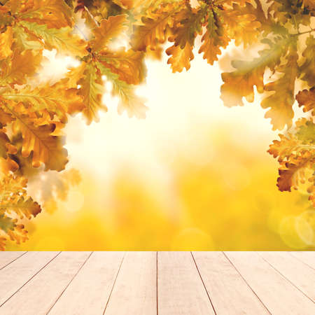 Yellow autumn background with white empty wooden table and fall oak leavesの写真素材