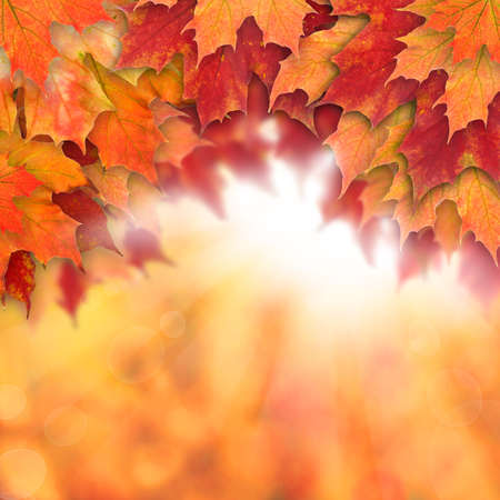 Colorful fall background. Autumn maple leaves and abstract sun lightの写真素材