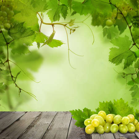 Organic grapes on old gray wooden board against abstract green leaves backgroundの写真素材
