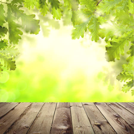 Green background with spring oak leaves and gray wooden tableの写真素材