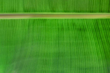 Green leaf palm exotic tropical background. Green leaf palm background.の写真素材