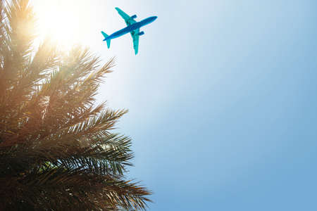 plane and Palm background with sky and sun lightの写真素材