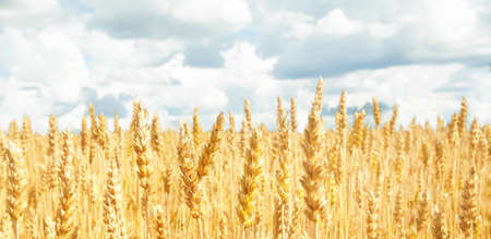 Field with yellow wheat and blue sky. Concept the harvestの写真素材