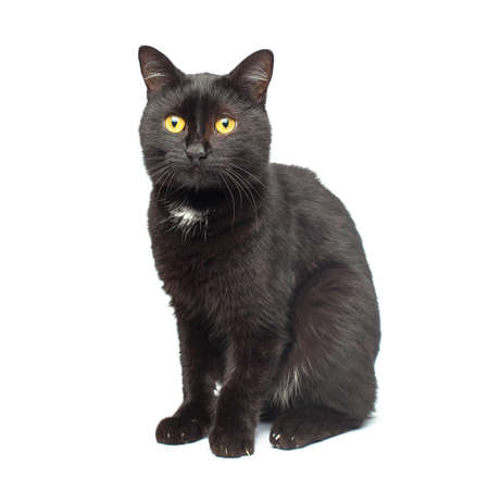 Black Cat sitting and looking at the camera, isolated on whiteの写真素材