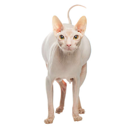 Pregnant Sphynx hairless cat posing on a white backgroundの写真素材