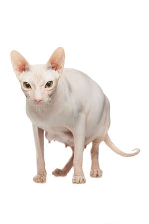 Pregnant Sphynx hairless cat posing on a white backgroundの写真素材