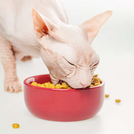 Hairless cat Don Sphynx breed with pink naked skin eats dry cat's food from a red bowl on white floorの写真素材