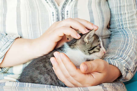 Close up of cute kitty in woman`s hands. Mature woman holding a cat closely to the camera. Indoor. Adorable kittyの写真素材