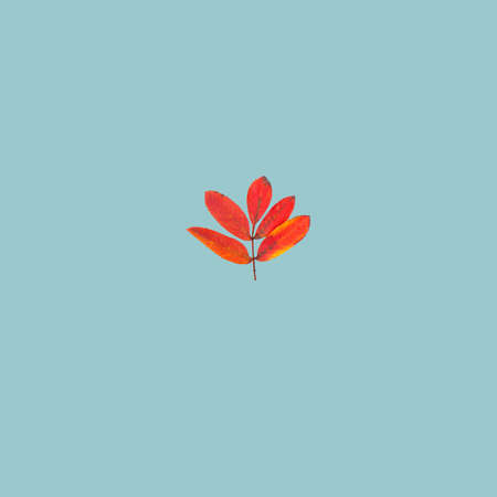 Autumn rowan leaf on blue cardの写真素材