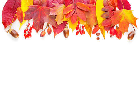 Autumn decoration border. Fall leaves isolated on white