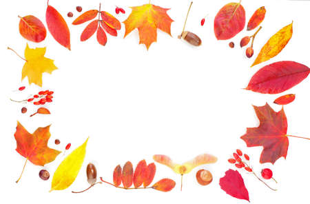 Autumn leaves composition frame isolated on white. Colorful fall leaves