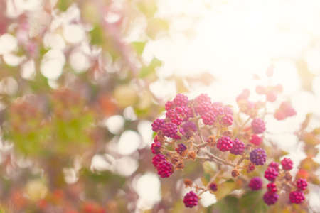 Blackberry fruit and sky in the background. Cloudy, leaf, sweet, fresh, garden, juicy, plant, healthy, closeup, dewberry, unripe, food, bramble.の写真素材