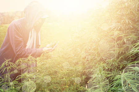 Man processing the marijuana field in the sunsetの写真素材