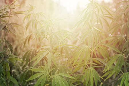 Cannabis Plants with Marijuana Buds Growing Outdoor and sunlightの写真素材