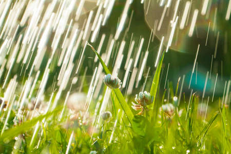 Beautiful natural background with clover, sun and raindrops. Art Magical summer landscape with bokehの写真素材