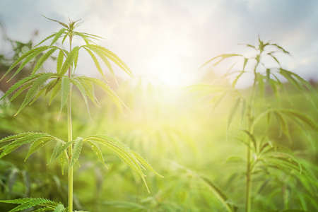 Marijuana Field with sun. Marijuana leaves, cannabis on a green background, beautiful background, oudoor cultivationの写真素材