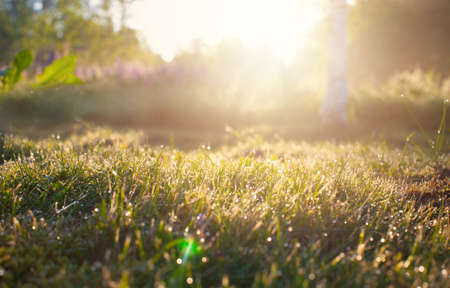 Summer Forest in Morning, Abstract Natural Backgrounds with sunlightの写真素材