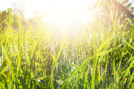 Green grass with rain and water drop and sun light flares.
の写真素材