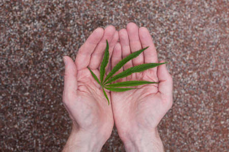 Man's hands holds green hemp's leaves on pink  grunge background.
の写真素材