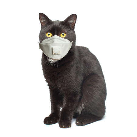 Black cat in medical face mask isolated on whiteの写真素材