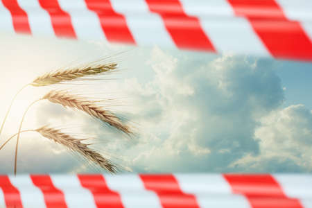 Ears of wheat and sky clouds with warning tape, prohibition conceptの写真素材