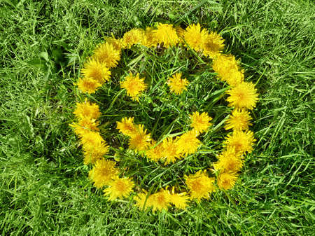 Top view on Smile of yellow dandelion flowersの写真素材