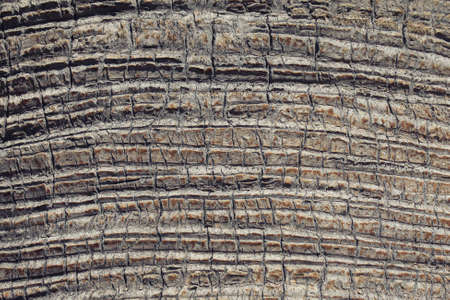 Texture of a bark of a palm tree