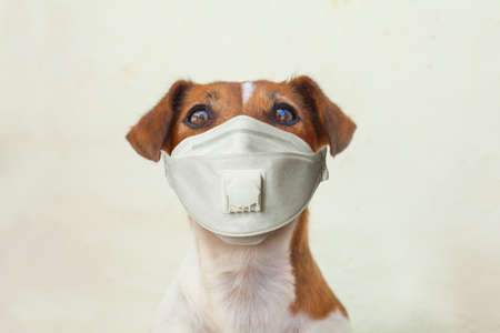 Dog wearing protective medical face mask on white backgroundの写真素材