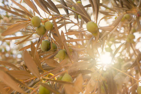 Green olives with leaves in sun bokeh lightの写真素材