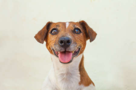 Dog jack russell terrier looking at camera on white backgroundの写真素材