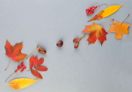 Autumn decor composition with red and yellow leaves on gray backgroundの写真素材
