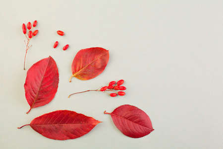 Autumn border. Fall composition with red leaves and berries on gray backgroundの写真素材