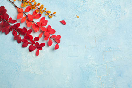 Fall composition with red autumn leaves on light blue stucco background with copy space
