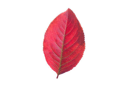 Red autumn fall leaf isolated on white background