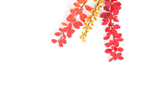 Autumn twig on white backgroundの写真素材