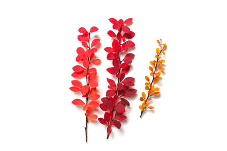 Autumn red fall leaves on white backgroundの写真素材