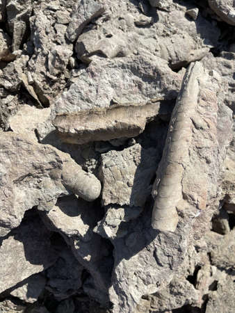Petrified fossil. Extinct prehistoric animals