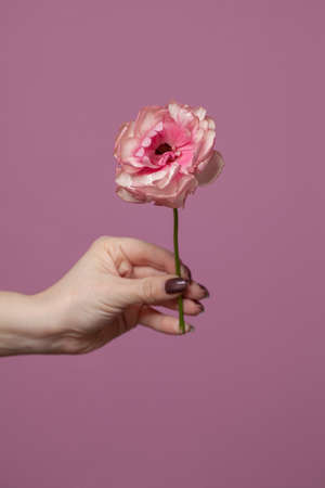 Pink background with flower, minimal concept idea