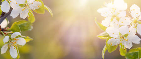 Sakura background with flower blossom on blurred green background and sunlight. Beautiful banner...