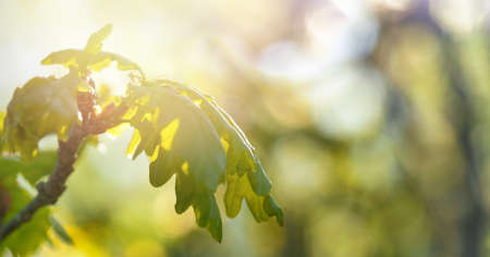 Green natural view of green oak leaves in park with blurry image green trees and sunlight in the...