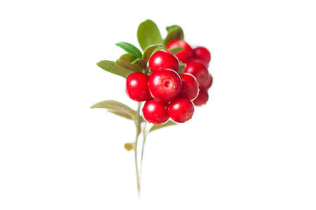 Wild cowberry (foxberry, lingonberry) with leaves isolated on white backgroundの写真素材