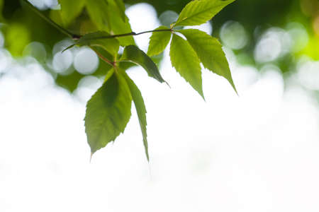 Green leaves in the air background