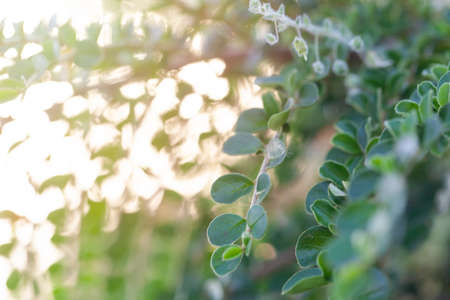 Fresh green branches on light green background, soft focus background