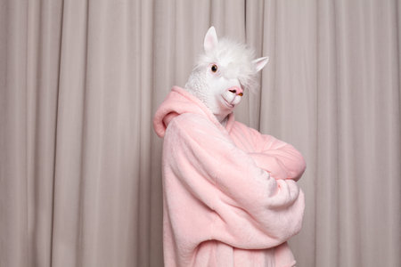 Person with lama head standing sideways on studio wall backgroundの写真素材