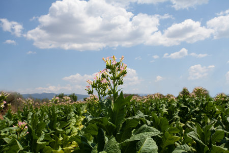 Fields with potato cultivation on the background of blue cloudy skyの写真素材