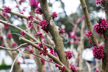 Cercis tree flowers outdoor. Pink spring flower of Judas tree closeup.の写真素材