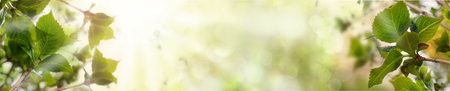 Abstract green spring banner with leaves. Blurred greenery foliage background with sunny bokeh lightの写真素材